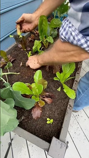 Elevated Raised Planter Setup in 30 Seconds!