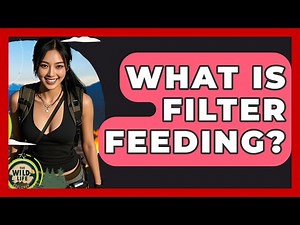 What Is Filter Feeding? - The Wild Life Explorer