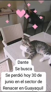 18 reactions · 20 shares | URGENTE COMPARTIR DANTE SE ASUSTÓ Y SE PERDIÓ HOY 30 DE JUNIO EN RENACER se cayó de la ventana y se asustó tanto q corrió por más q se lo siguió se le perdió el rastro desde la mañana.. Es el muy miedoso ps nunca sale de casa POR FAVOR SI LO VEN ESCRIBIR AL 098 351 7438 | Adopción Animal Guayaquil - AG | Facebook