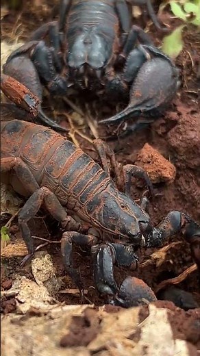 Two Emperor Scorpions on the Forest Floor #scorpion