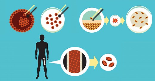 What are stem cells and how do they work?