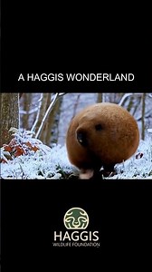 The Wild Haggis Wonderland : A Unique Scottish Place #scotland #haggis #wildhaggis