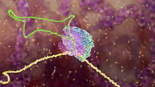 3D Animations - Transcription & Translation: RNA Splicing - CSHL DNA Learning Center