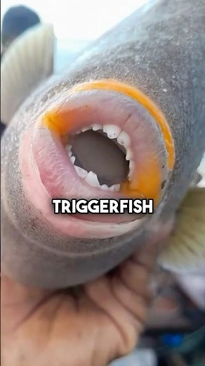 Triggerfish: Nature’s Colorful Defender