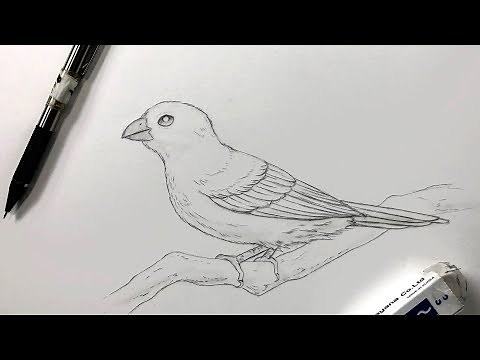 How To Draw A Bird