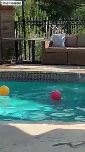 This bear had itself a pool day, playing with all the water toys in Pasadena, California. | The National Desk - TND