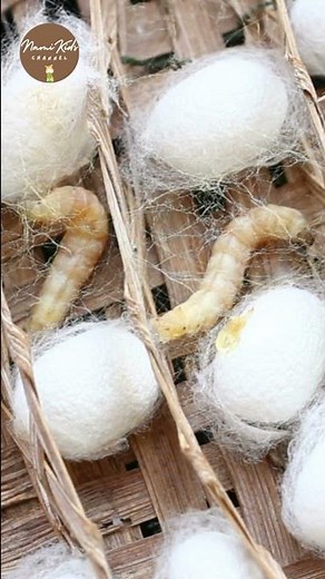 The Silkworm Process Produces Silk Threads