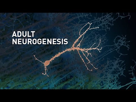 Adult Neurogenesis: adult-born neurons in the human brain