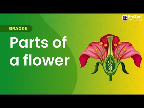 Grade 5 | EVS | Parts of a flower | Reproduction in Plants | Prozen learning