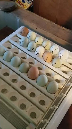 First day using pro series 4200 incubator