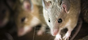 How to Recognize a Mouse Nest | DoItYourself.com