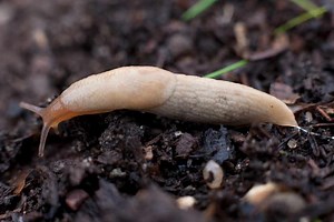 How to get rid of slugs