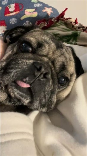 Pug snorting 🐶 #shorts