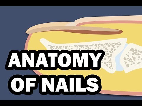 INTEGUMENTARY SYSTEM: YOUR NAILS