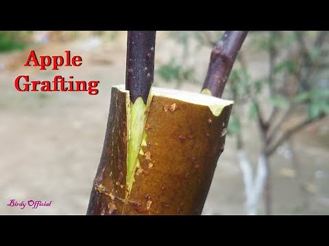 Apple Tree Grafting In Spring - How To Graft Fruit Tree