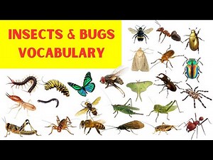 Harmful Insects and Bugs Names with Pictures │Common Insects Name │Insects Vocabulary #insects