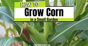 Growing corn using the hill method - Our Stoney Acres
