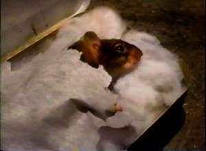 MouseHunt (1997) TV Spot