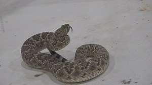 World’s Largest Rattlesnake Roundup aims to control rattlesnake population within Sweetwater
