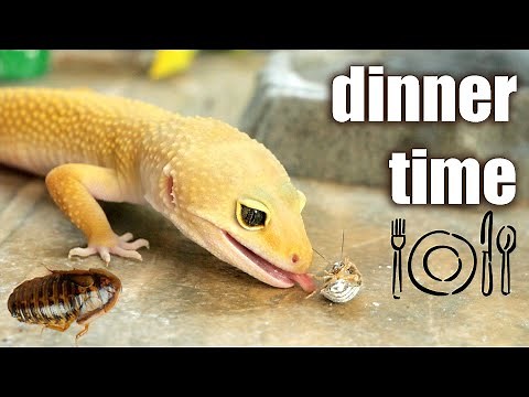 LEOPARD GECKO FEEDING TIME 🍽