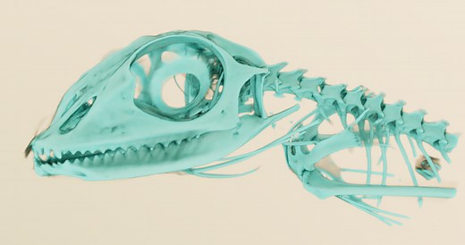 Free software for CT segmentation (2019)