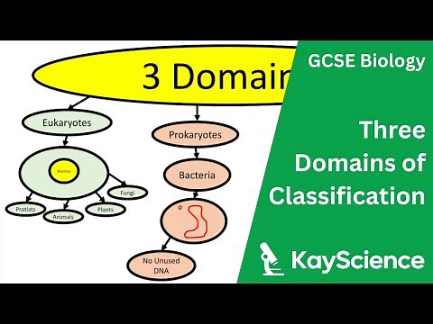 GCSE Biology - Domains of Classification