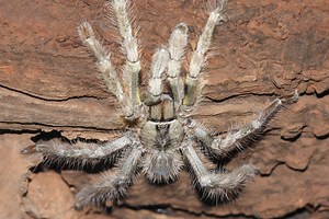 Tarantula Migration: Everything You Need to Know