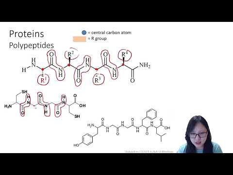 Chapter 2.3a - Proteins: 4 Levels of Structure | Cambridge A-Level 9700 Biology