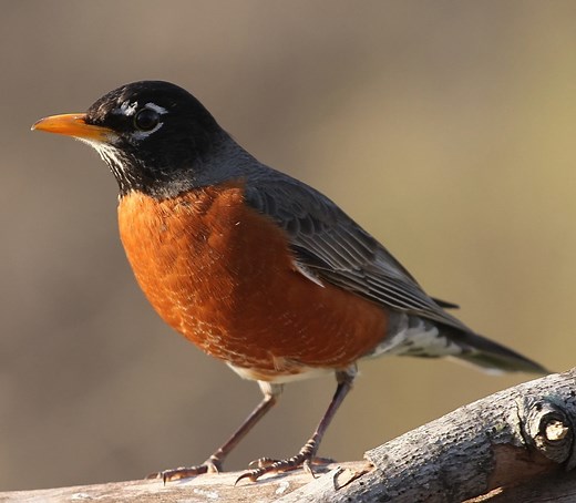 33 MOST Common Birds in Maine! (2025)