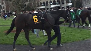 Whitmore and Limousine Liberal face off this afteroon in the G2 Belmont Spring Championship at #BelmontPark! Join us for the race at 5:11PM ET / 2:11PM PT at tvg.com/live & on Watch TVG using your connected Apple TV, Roku Player or Amazon Fire TV! | FanDuel Racing