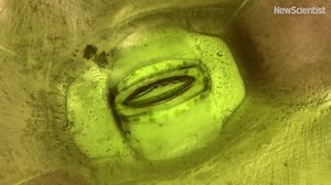 This magnified view of a Tradescantia spathacea plant shows the opening of its stomata, pores that allow the plant to take in CO2 and release O2 while minimising water loss New research has identified a two-protein system that regulates this mechanism: https://www.science.org/doi/10.1126/sciadv.abq6161 | New Scientist