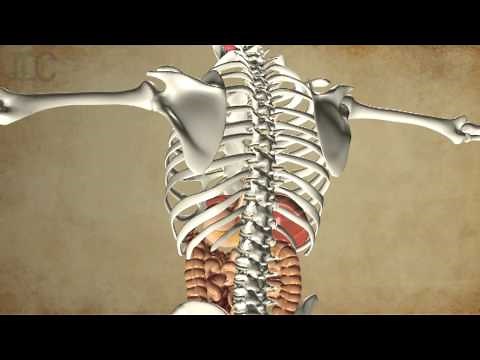 Human Male Body Anatomy