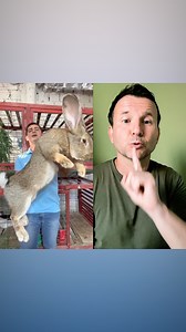 14K views · 633 reactions | The biggest rabbit in the world… | Markulland | Facebook