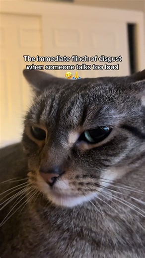 Oh biggie #cat #cats #catsoftiktok #fyp #foryoupage | Angry Cat