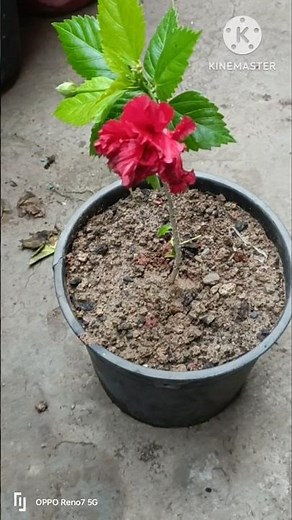 Growing Hibiscus from Cuttings: A Beginner's Guide #shorts #hibiscus #flowers #cutting