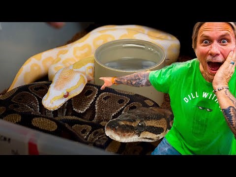 HOW I BREED SNAKES!! | BRIAN BARCZYK