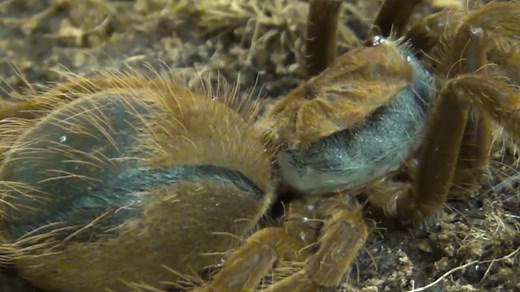 A Tarantula Sheds its Skin