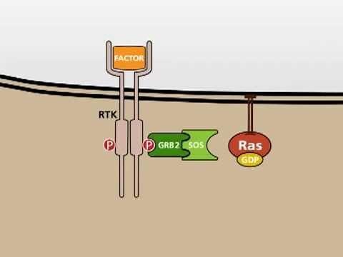 The MAP Kinase (MAPK) signalling pathway