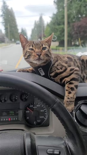 keith macdonald on TikTok