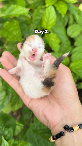 Timelapse calico kitten 30 days 😍 #catvideos #cat #kitten #timelapse