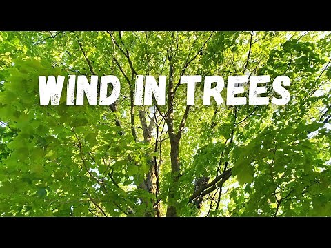 Wind in Trees Sound Effects - Leaves Rustling in Forest