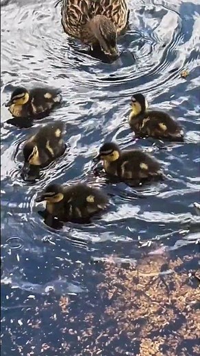 Adorable Ducklings Swimming with Mom 🐥🌊 Cutest Baby Ducks Ever!