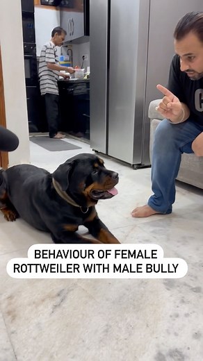 144K views · 3.8K reactions | Female Rottweiler Lady Ollie Meets Male Bully . . . #rottweiler #dogsofinstagram #dog #rottweilers #rottie #rottweilersofinstagram #dogs #rottweilerpuppy #puppy #instagram #rottiesofinstagram #pitbull #doberman #rottweilerworld #rottielove #puppiesofinstagram #dogoftheday #puppylove #rottweilerfans #dogstagram #puppies #canecorso #love #rottweilerlife #namitaology #doglovers #doglover #germanshepherd | Namitaology | Facebook