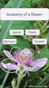 Anatomy of a flower - botany and wildflowers