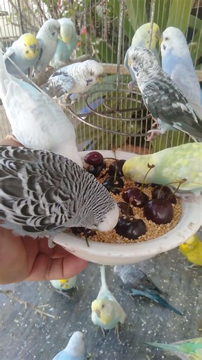 This Amazon bird toy is SO COOL#birds#parrot #birdslover #budgis #lovebirds #budgiegar #cute #health