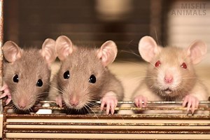 What Sounds Do Rats Make? (7 Rat Sounds With Examples)