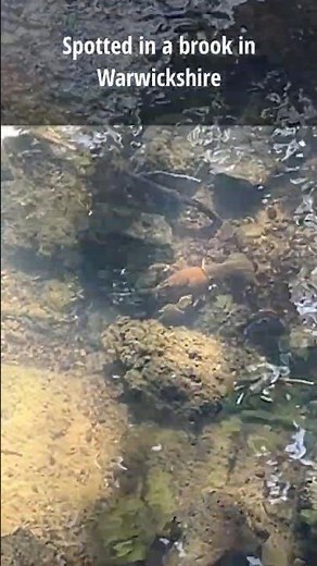 Spotted in a brook in Warwickshire - Signal Crayfish Invasive Species