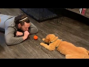 How Do Dogs Show Their Affection? Sweet Moments Between Dog And Human