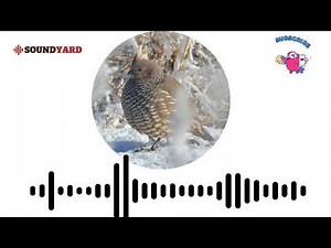 Scaled Quail Call, Scaled Quail Sound and Song [Audiogram Version]