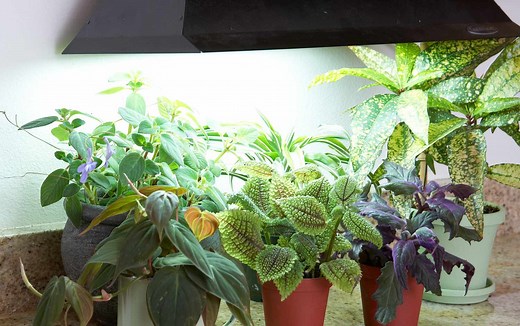 Here's How to Use Grow Lights to Keep Your Indoor Garden Thriving